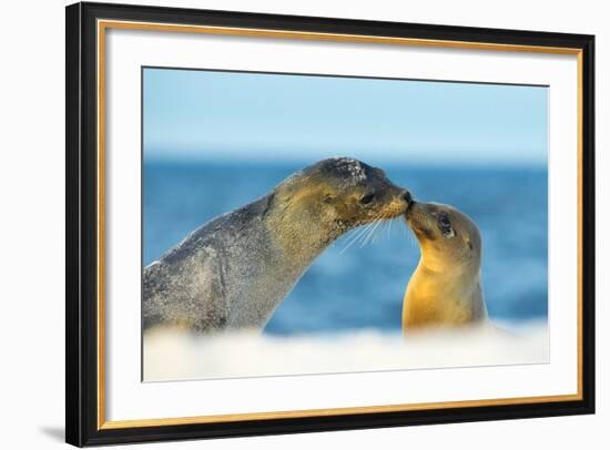 Galapagos Sea Lion (Zalophus Wollebaeki) Mother and Young Touching Noses, Galapagos Islands, May-Ben Hall-Framed Photographic Print