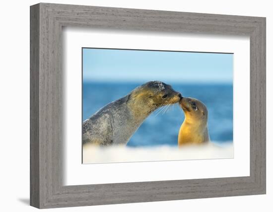 Galapagos Sea Lion (Zalophus Wollebaeki) Mother and Young Touching Noses, Galapagos Islands, May-Ben Hall-Framed Photographic Print