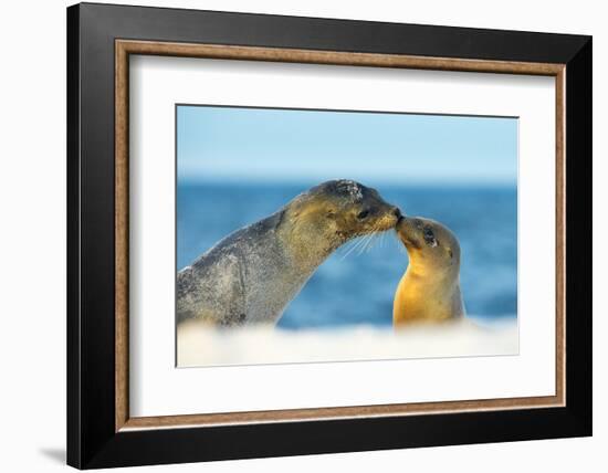 Galapagos Sea Lion (Zalophus Wollebaeki) Mother and Young Touching Noses, Galapagos Islands, May-Ben Hall-Framed Photographic Print