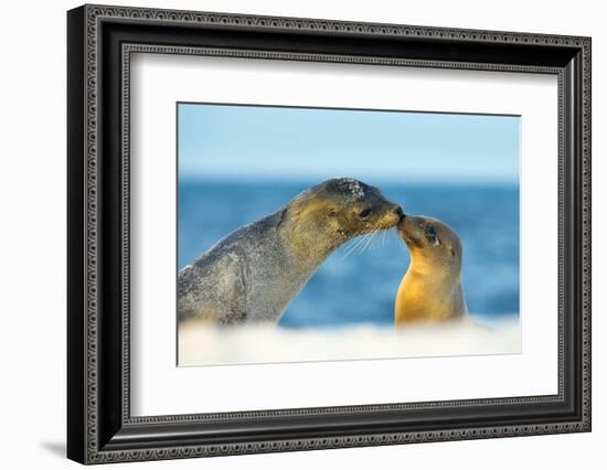 Galapagos Sea Lion (Zalophus Wollebaeki) Mother and Young Touching Noses, Galapagos Islands, May-Ben Hall-Framed Photographic Print