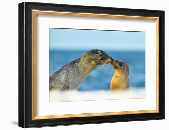 Galapagos Sea Lion (Zalophus Wollebaeki) Mother and Young Touching Noses, Galapagos Islands, May-Ben Hall-Framed Photographic Print