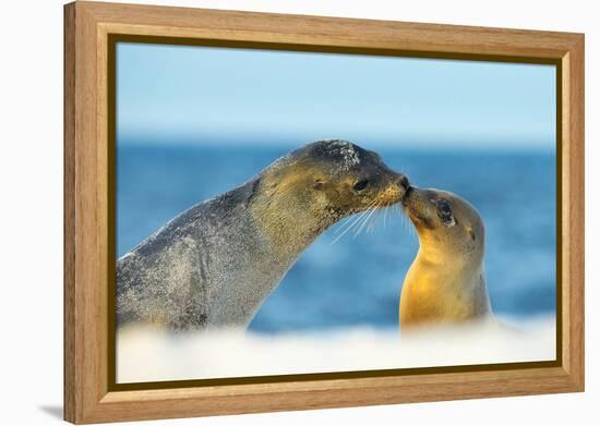 Galapagos Sea Lion (Zalophus Wollebaeki) Mother and Young Touching Noses, Galapagos Islands, May-Ben Hall-Framed Premier Image Canvas