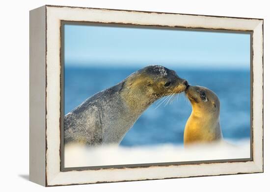 Galapagos Sea Lion (Zalophus Wollebaeki) Mother and Young Touching Noses, Galapagos Islands, May-Ben Hall-Framed Premier Image Canvas