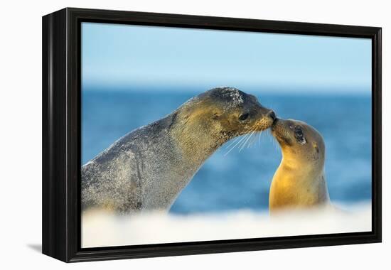 Galapagos Sea Lion (Zalophus Wollebaeki) Mother and Young Touching Noses, Galapagos Islands, May-Ben Hall-Framed Premier Image Canvas