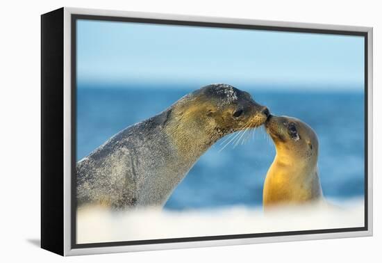 Galapagos Sea Lion (Zalophus Wollebaeki) Mother and Young Touching Noses, Galapagos Islands, May-Ben Hall-Framed Premier Image Canvas