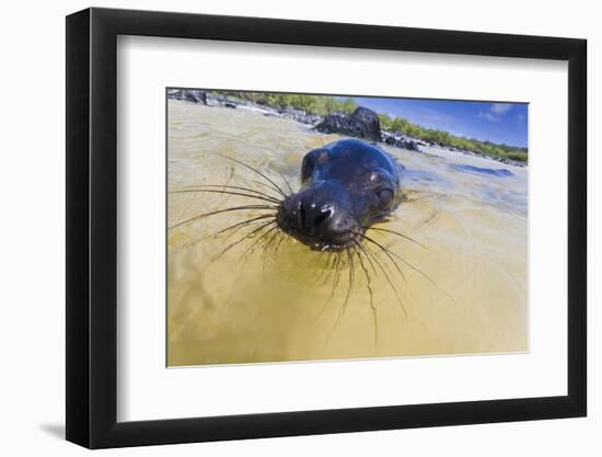 Galapagos Sea Lion (Zalophus Wollebaeki) Pup, Gardner Bay, Espanola Island, UNESCO Site, Ecuador-Michael Nolan-Framed Photographic Print