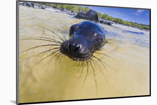 Galapagos Sea Lion (Zalophus Wollebaeki) Pup, Gardner Bay, Espanola Island, UNESCO Site, Ecuador-Michael Nolan-Mounted Photographic Print