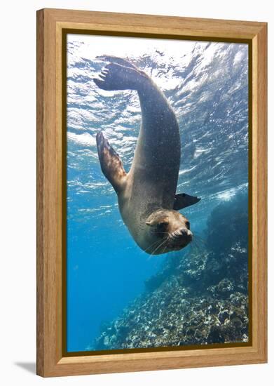 Galapagos Sea Lion (Zalophus Wollebaeki) Underwater, Champion Island, Galapagos Islands, Ecuador-Michael Nolan-Framed Premier Image Canvas