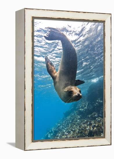 Galapagos Sea Lion (Zalophus Wollebaeki) Underwater, Champion Island, Galapagos Islands, Ecuador-Michael Nolan-Framed Premier Image Canvas