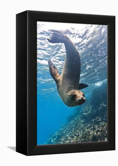 Galapagos Sea Lion (Zalophus Wollebaeki) Underwater, Champion Island, Galapagos Islands, Ecuador-Michael Nolan-Framed Premier Image Canvas