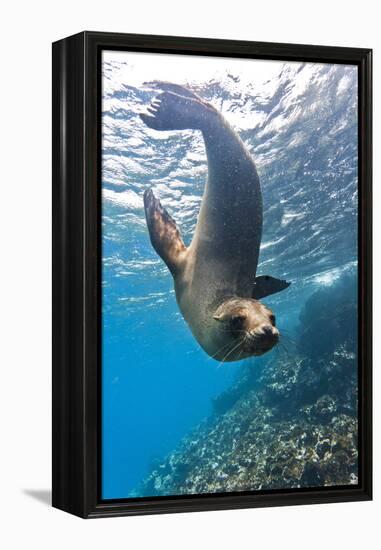 Galapagos Sea Lion (Zalophus Wollebaeki) Underwater, Champion Island, Galapagos Islands, Ecuador-Michael Nolan-Framed Premier Image Canvas