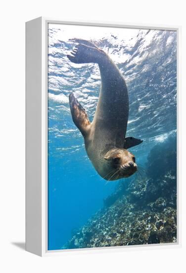 Galapagos Sea Lion (Zalophus Wollebaeki) Underwater, Champion Island, Galapagos Islands, Ecuador-Michael Nolan-Framed Premier Image Canvas