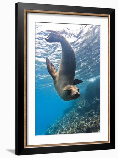 Galapagos Sea Lion (Zalophus Wollebaeki) Underwater, Champion Island, Galapagos Islands, Ecuador-Michael Nolan-Framed Photographic Print