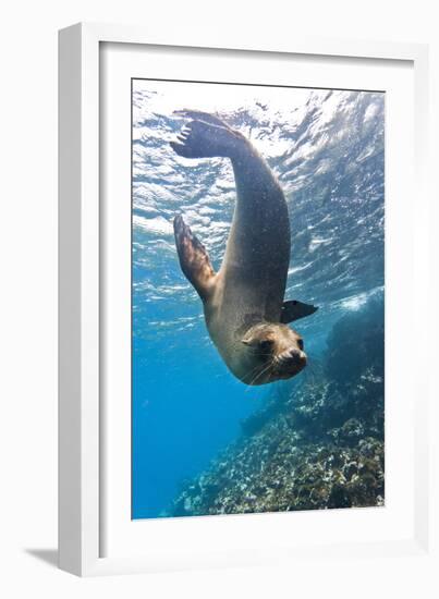 Galapagos Sea Lion (Zalophus Wollebaeki) Underwater, Champion Island, Galapagos Islands, Ecuador-Michael Nolan-Framed Photographic Print