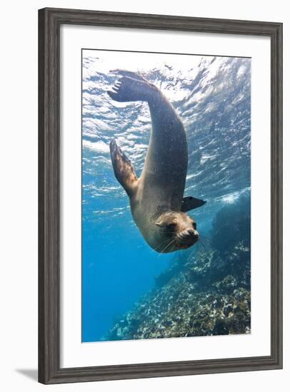 Galapagos Sea Lion (Zalophus Wollebaeki) Underwater, Champion Island, Galapagos Islands, Ecuador-Michael Nolan-Framed Photographic Print