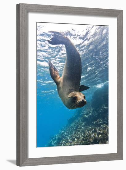 Galapagos Sea Lion (Zalophus Wollebaeki) Underwater, Champion Island, Galapagos Islands, Ecuador-Michael Nolan-Framed Photographic Print