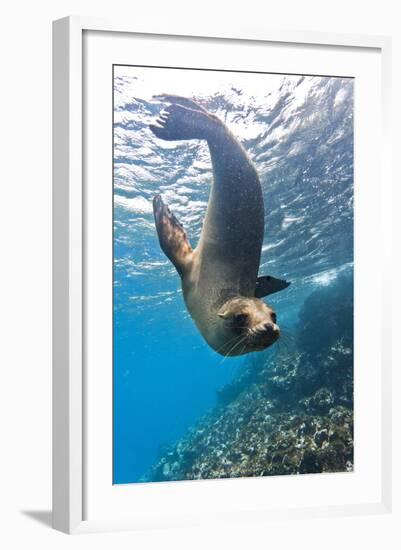 Galapagos Sea Lion (Zalophus Wollebaeki) Underwater, Champion Island, Galapagos Islands, Ecuador-Michael Nolan-Framed Photographic Print