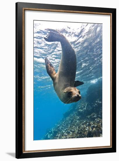 Galapagos Sea Lion (Zalophus Wollebaeki) Underwater, Champion Island, Galapagos Islands, Ecuador-Michael Nolan-Framed Photographic Print