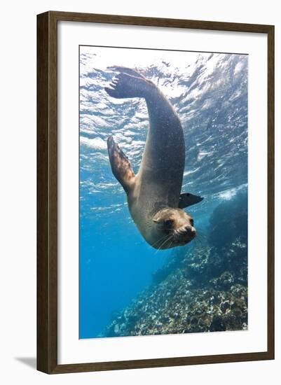 Galapagos Sea Lion (Zalophus Wollebaeki) Underwater, Champion Island, Galapagos Islands, Ecuador-Michael Nolan-Framed Photographic Print