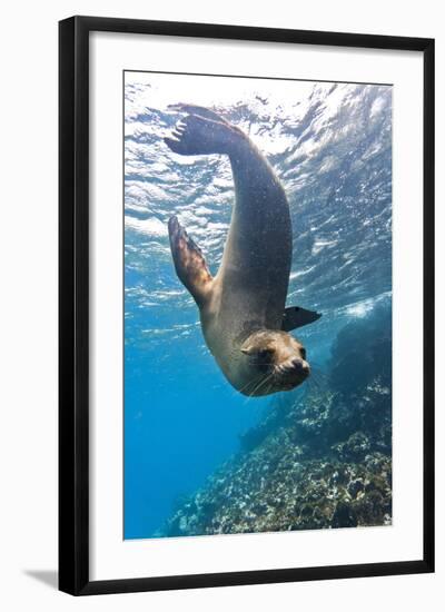 Galapagos Sea Lion (Zalophus Wollebaeki) Underwater, Champion Island, Galapagos Islands, Ecuador-Michael Nolan-Framed Photographic Print