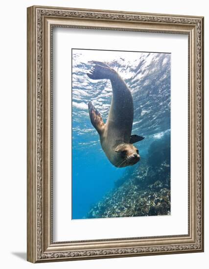 Galapagos Sea Lion (Zalophus Wollebaeki) Underwater, Champion Island, Galapagos Islands, Ecuador-Michael Nolan-Framed Photographic Print