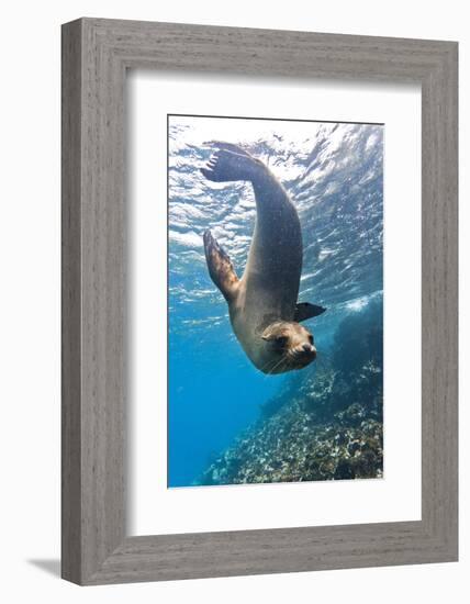 Galapagos Sea Lion (Zalophus Wollebaeki) Underwater, Champion Island, Galapagos Islands, Ecuador-Michael Nolan-Framed Photographic Print