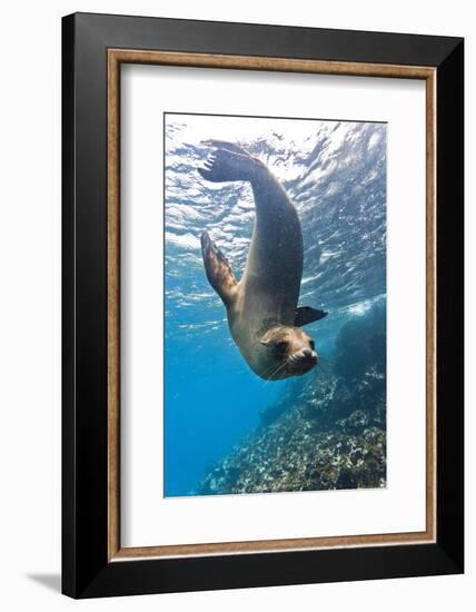 Galapagos Sea Lion (Zalophus Wollebaeki) Underwater, Champion Island, Galapagos Islands, Ecuador-Michael Nolan-Framed Photographic Print