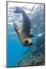 Galapagos Sea Lion (Zalophus Wollebaeki) Underwater, Champion Island, Galapagos Islands, Ecuador-Michael Nolan-Mounted Photographic Print