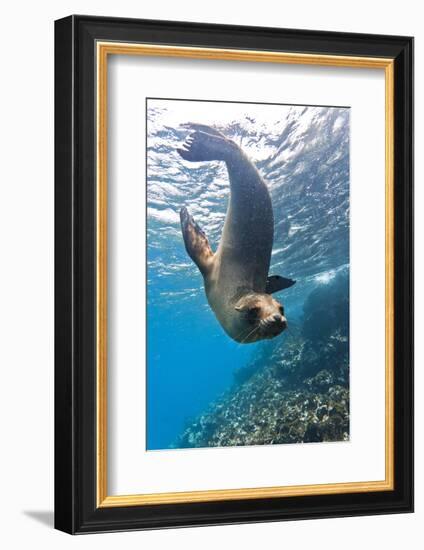 Galapagos Sea Lion (Zalophus Wollebaeki) Underwater, Champion Island, Galapagos Islands, Ecuador-Michael Nolan-Framed Photographic Print