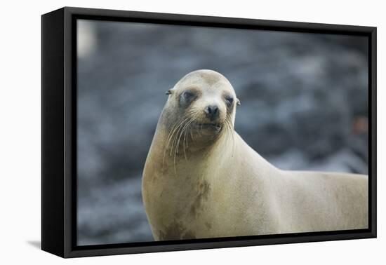 Galapagos Sea Lion-DLILLC-Framed Premier Image Canvas