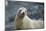 Galapagos Sea Lion-DLILLC-Mounted Photographic Print