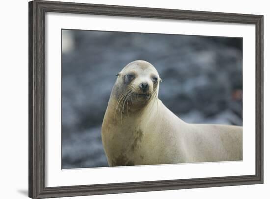 Galapagos Sea Lion-DLILLC-Framed Photographic Print