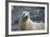 Galapagos Sea Lion-DLILLC-Framed Photographic Print