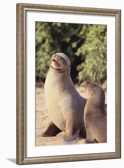 Galapagos Sea Lion-DLILLC-Framed Photographic Print