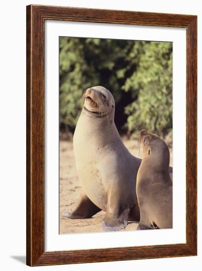 Galapagos Sea Lion-DLILLC-Framed Photographic Print