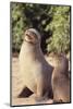 Galapagos Sea Lion-DLILLC-Mounted Photographic Print