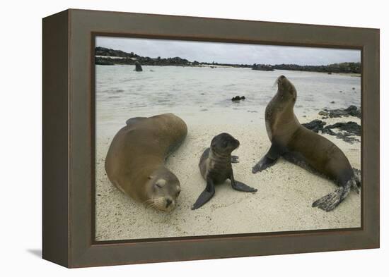 Galapagos Sea Lions and Pup on Beach-DLILLC-Framed Premier Image Canvas