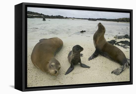 Galapagos Sea Lions and Pup on Beach-DLILLC-Framed Premier Image Canvas