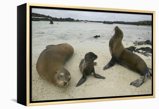 Galapagos Sea Lions and Pup on Beach-DLILLC-Framed Premier Image Canvas