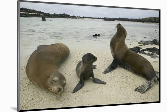 Galapagos Sea Lions and Pup on Beach-DLILLC-Mounted Photographic Print