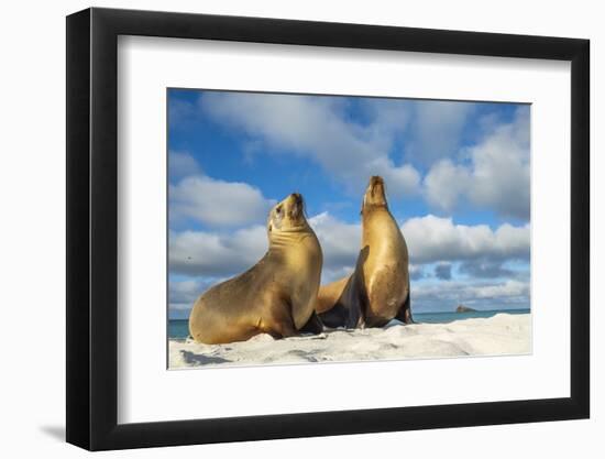 Galapagos sea lions basking in the sun, Galapagos-Tui De Roy-Framed Photographic Print