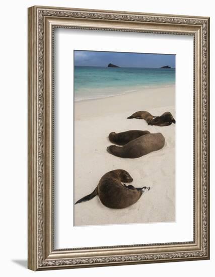 Galapagos Sea Lions Gardner Bay, Hood Island, Galapagos, Ecuador-Pete Oxford-Framed Photographic Print