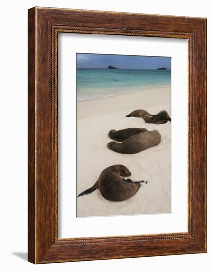 Galapagos Sea Lions Gardner Bay, Hood Island, Galapagos, Ecuador-Pete Oxford-Framed Photographic Print