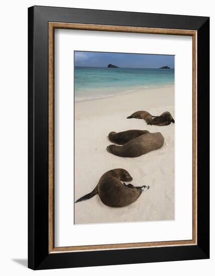 Galapagos Sea Lions Gardner Bay, Hood Island, Galapagos, Ecuador-Pete Oxford-Framed Photographic Print