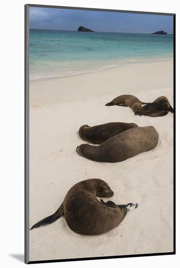 Galapagos Sea Lions Gardner Bay, Hood Island, Galapagos, Ecuador-Pete Oxford-Mounted Photographic Print
