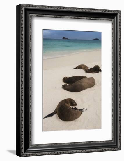 Galapagos Sea Lions Gardner Bay, Hood Island, Galapagos, Ecuador-Pete Oxford-Framed Photographic Print