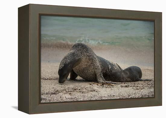 Galapagos Sea Lions Gardner Bay, Hood Island, Galapagos, Ecuador-Pete Oxford-Framed Premier Image Canvas