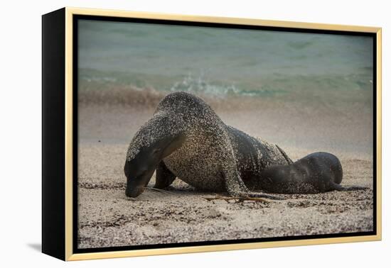 Galapagos Sea Lions Gardner Bay, Hood Island, Galapagos, Ecuador-Pete Oxford-Framed Premier Image Canvas