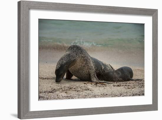 Galapagos Sea Lions Gardner Bay, Hood Island, Galapagos, Ecuador-Pete Oxford-Framed Photographic Print