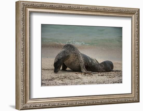 Galapagos Sea Lions Gardner Bay, Hood Island, Galapagos, Ecuador-Pete Oxford-Framed Photographic Print